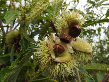 Maronen (Castanea sativa) - leckere essbare Nüsse