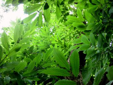 Grünes Sommerlaub der Esskastanie, Castanea sativa