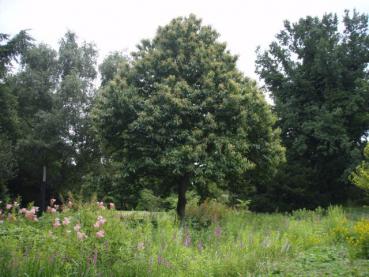 Eßkastanie, Marone, Castanea sativa, in Blüte