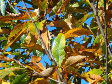 Castanea sativa mit gelber Herbstfärbung