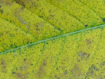 Beginnende Herbstfärbung bei Castanea sativa