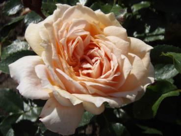Die Beetrose Garden of Roses