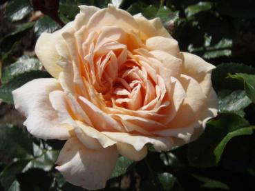 Garden of Roses ®