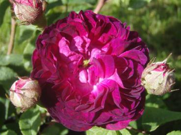 Blüte von Rosa gallica Hippolyte