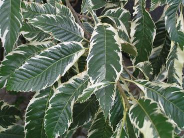 Gelbbunte Esskastanie - Castanea sativa Variegata