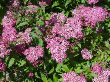 Spiraea japonica Froebelii - Rosenspiere Froebelii