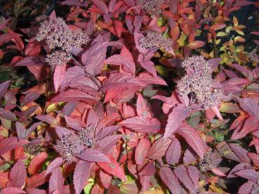 Herbstlaub von Spiraea japonica Froebelii