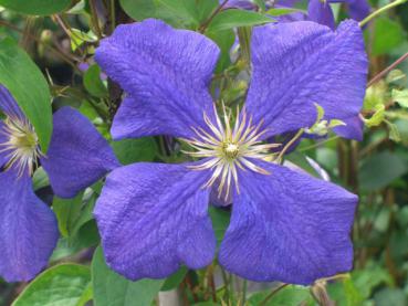 Clematis Jackmanii - Clematis Jackmanii