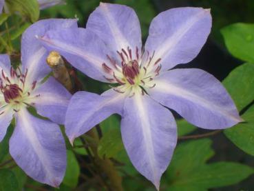 Clematis Antje - Clematis Antje