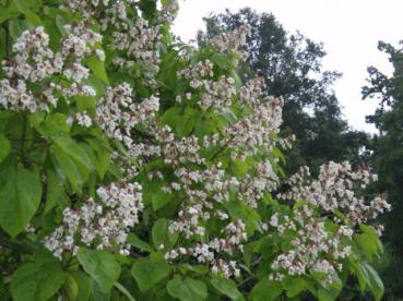 Katalpa, Trumpetträd - Catalpa bignonioides