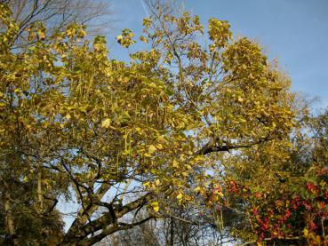 Trompetenbaum mit gelber Herbstfärbung