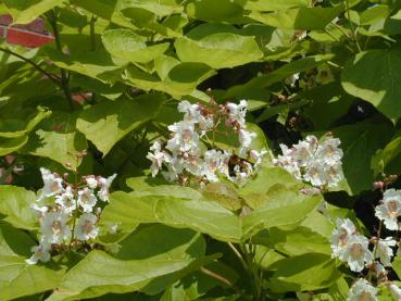 Trompetenbaum, Catalpa bignonioides - weiße Blüten