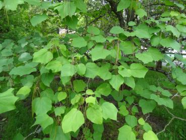 Das sommergrüne Blatt des Catalpa bignonioides