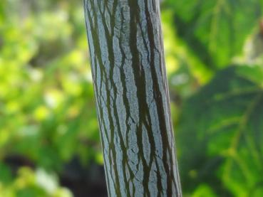 Schöne Rindenstruktur bei Acer davidii