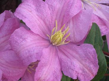 Clematis Comtesse de Bouchaud - Clematis Comtesse de Bouchaud