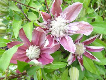 Clematis Josephine TM Evijohill (N) - Clematis Josephine TM Evijohill (N)