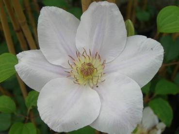 Schön anzusehen - die Blüte von Clematis Chantilly