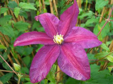 Clematis Sunset - Clematis Sunset