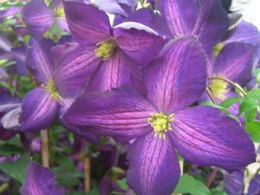 Clematis Jackmanii Purpurea - Clematis Jackmanii Purpurea