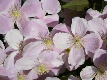 Clematis montana Rubens - Bergwaldrebe