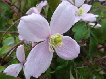 Die einzelne Blüte der Clematis montana Rubens, Anemonenwaldrebe, Bergwaldrebe