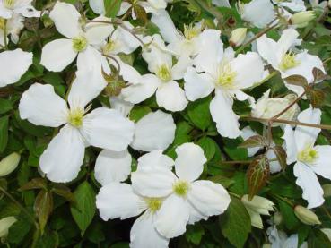 Clematis montana Grandiflora - Weiße Anemonenwaldrebe