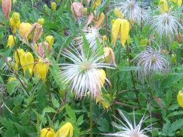 Clematis tangutica - Goldwaldrebe