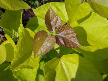 Gold-Trompetenbaum - Catalpa bignonioides Aurea