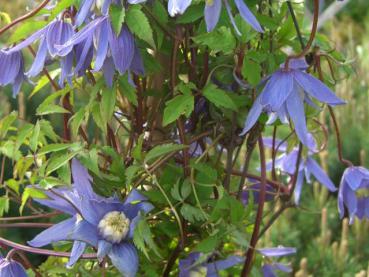 Clematis alpina - Alpenwaldrebe