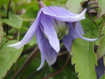 Glockenartige, blaue Blüten der Alpenwaldrebe