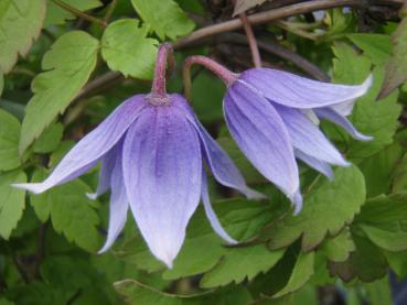 Alpenwaldrebe, Clematis alpina mit blauen Blüten