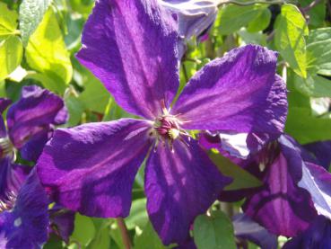 Clematis viticella Polish Spirit - Italienische Waldrebe Polish Spirit