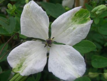 Clematis viticella Alba Luxurians - Clematis Alba Luxurians