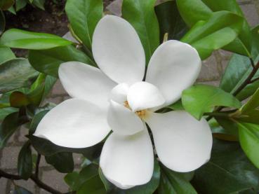 Weiße Blüte von Magnolia grandiflora