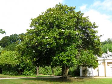 Sehr alte Magnolia grandiflora in Cornwall