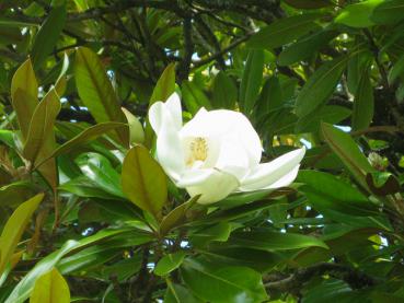 Sommerliche weiße Blüte der immergrünen Magnolie