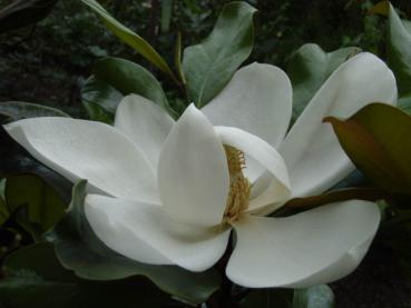 Die weißblühende Großblütige Magnolie