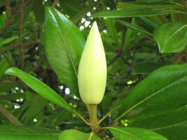 Große Knospe der immergrünen Magnolie