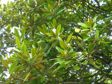 Immergrünes Laub der Magnolia grandiflora