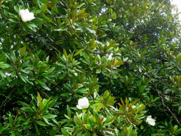 Ein blühender, immergrüner Baum - die Großblütige Magnolie
