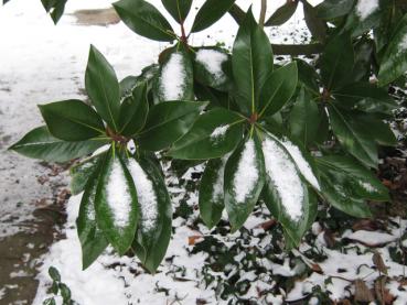 Die immergrünen Blätter der Magnolia grandiflora im Schnee