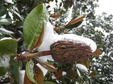 Frucht der Großblütigen Magnolie