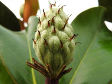 Junge Frucht der Immergrünen Magnolie
