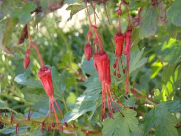 Fuchsien-Johannisbeere - Ribes speciosum