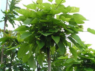 Kugel-Trompetenbaum - Catalpa bignonioides Nana