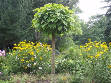 Kugeltrompetenbaum: Neuaustrieb der Krone nach starken Rückschnitt im Frühjahr