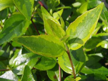 Abelia Kaleidoscope