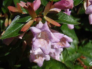 Abelia Edward Goucher in Blüte