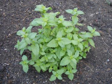 .Mentha spicata Maroccan - Marokkanische Minze