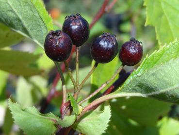 Crataegus chlorosarca - Schwarzer Weißdorn